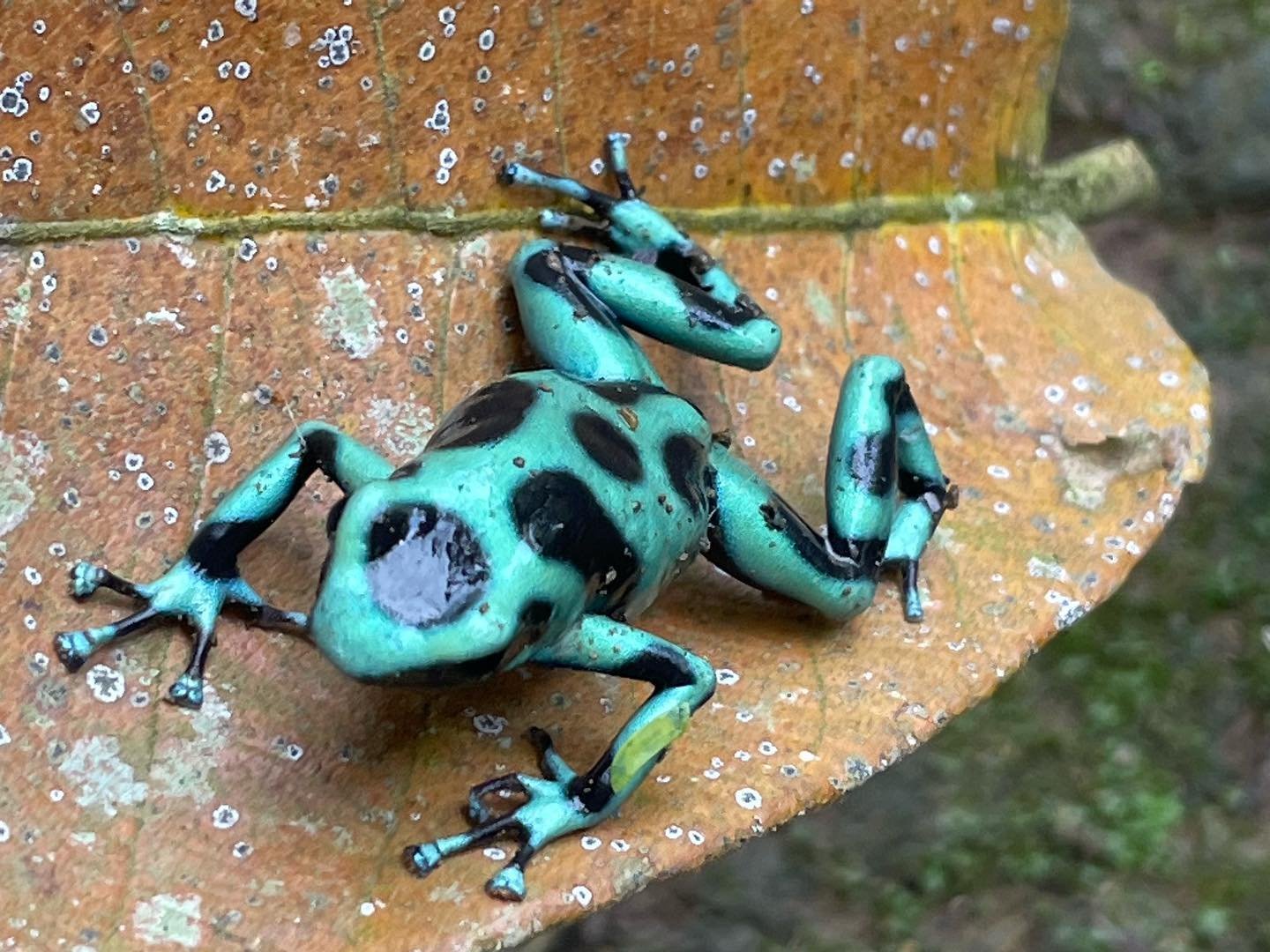 Dart Frog for colour inspo alone, nature doing its thing so well.