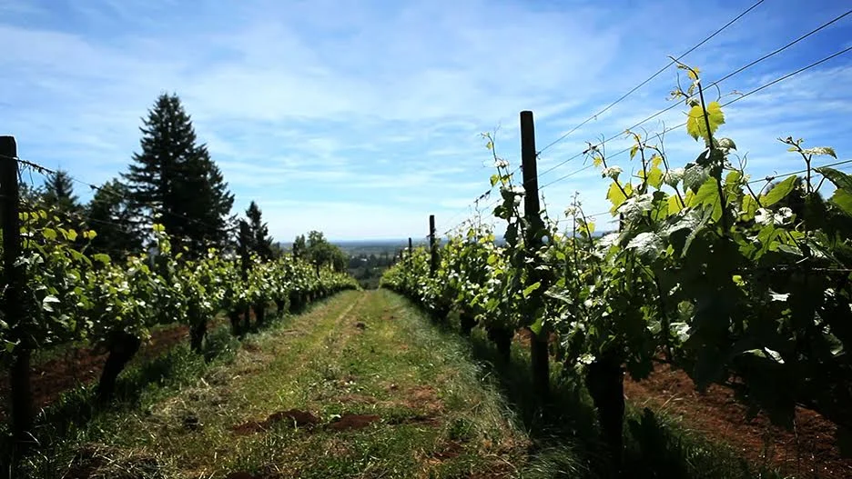 vineyard.fenske.jpg