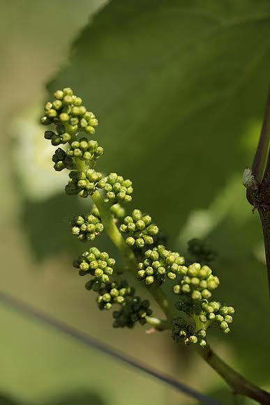 buds.fenske.jpg