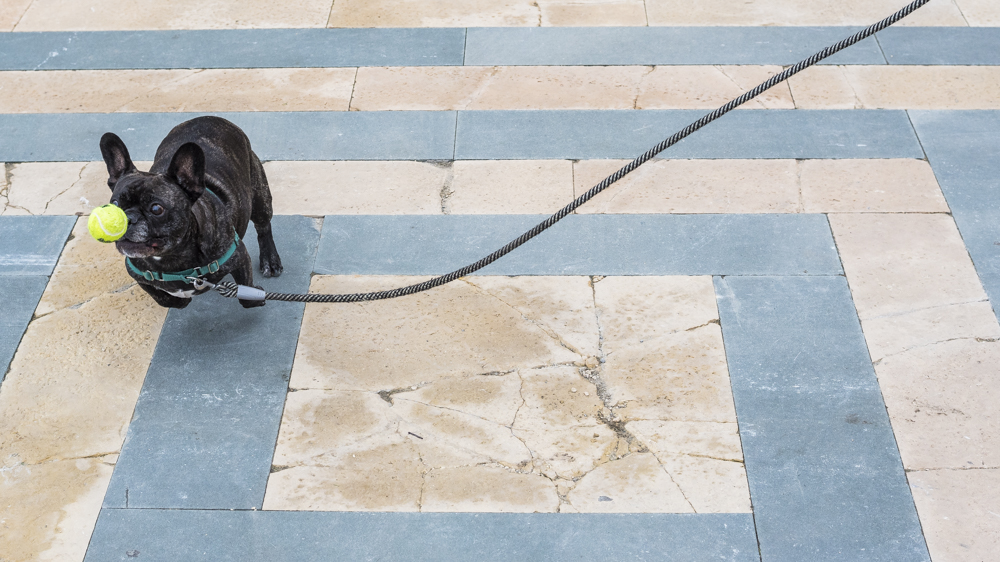 Flom Pups Web-78.jpg