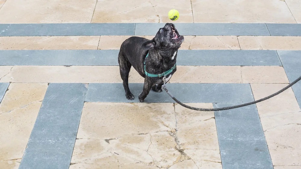Flom Pups Web-80.jpg