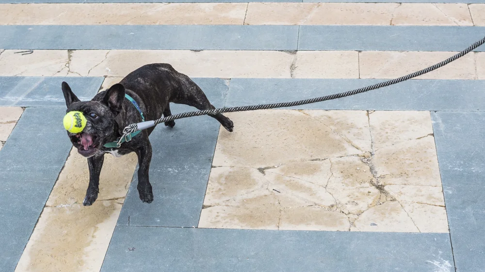 Flom Pups Web-79.jpg