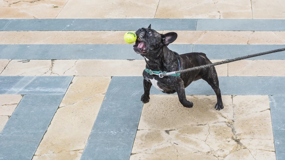 Flom Pups Web-82.jpg