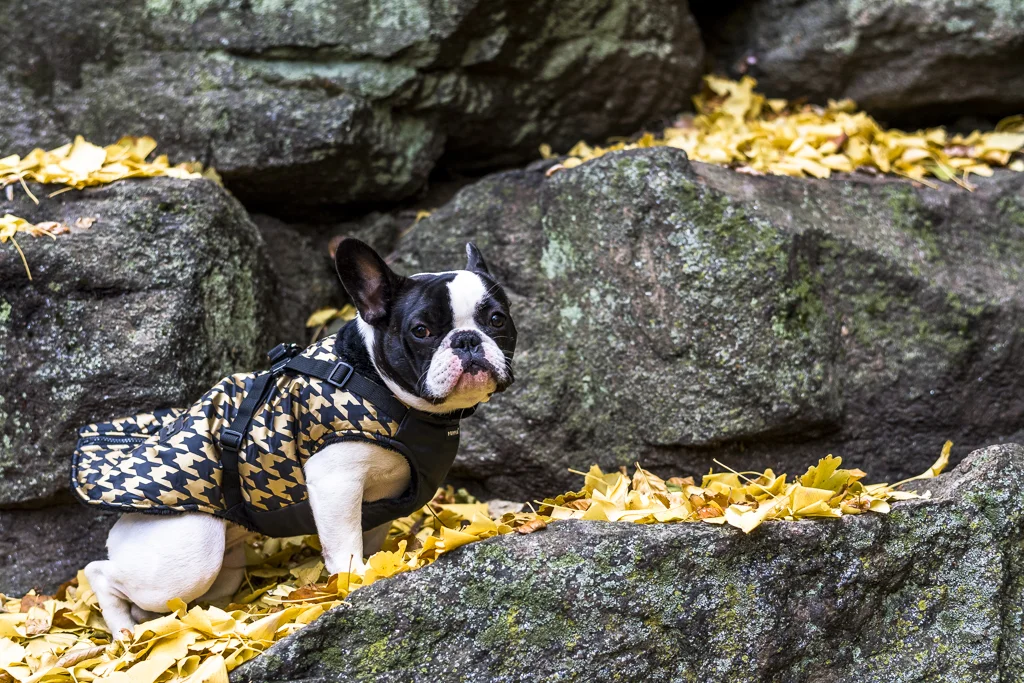 Pups November 2016 for Web-41.jpg