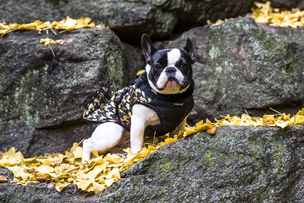 Pups November 2016 for Web-42.jpg