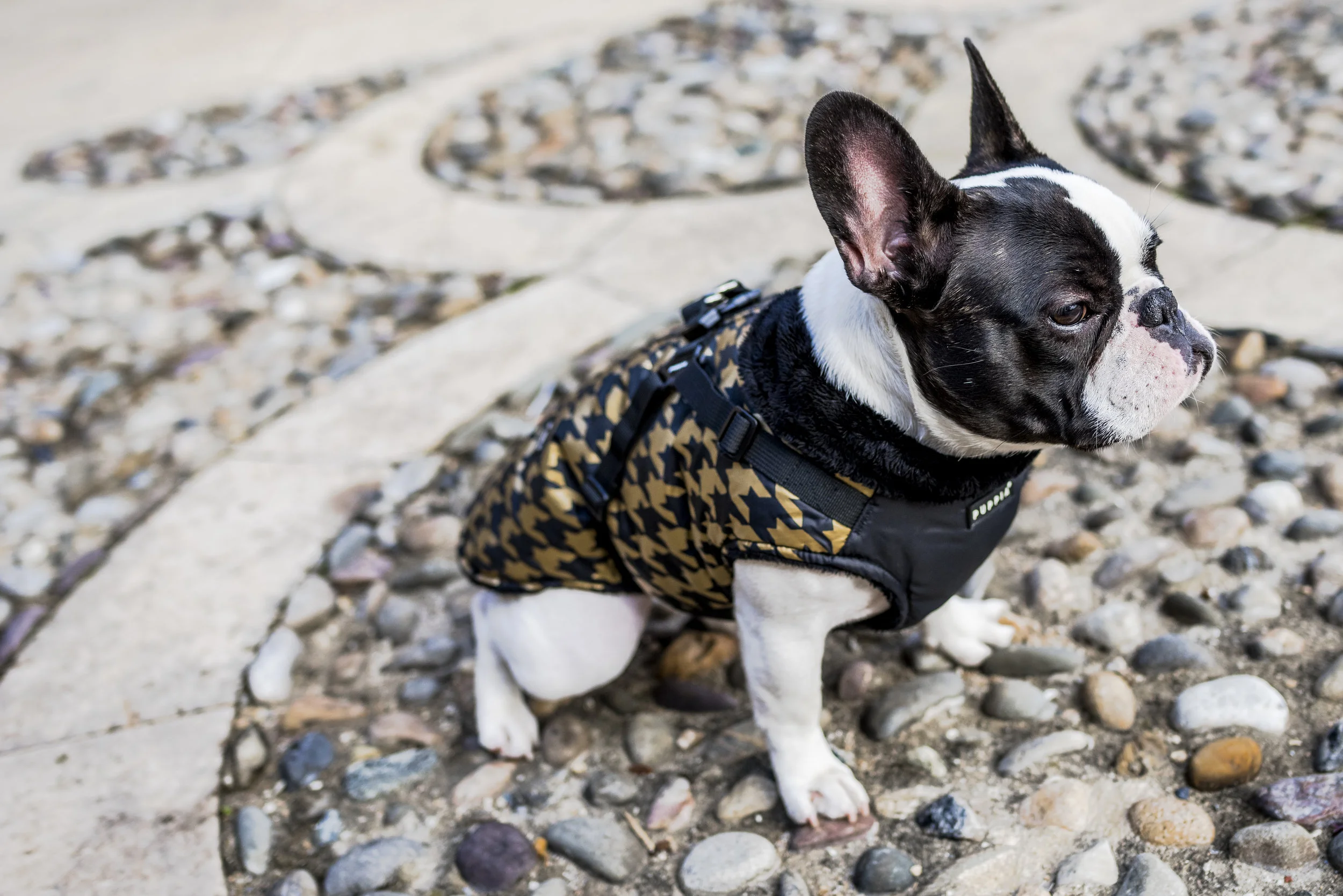 Pups November 2016 Full Res-84.jpg