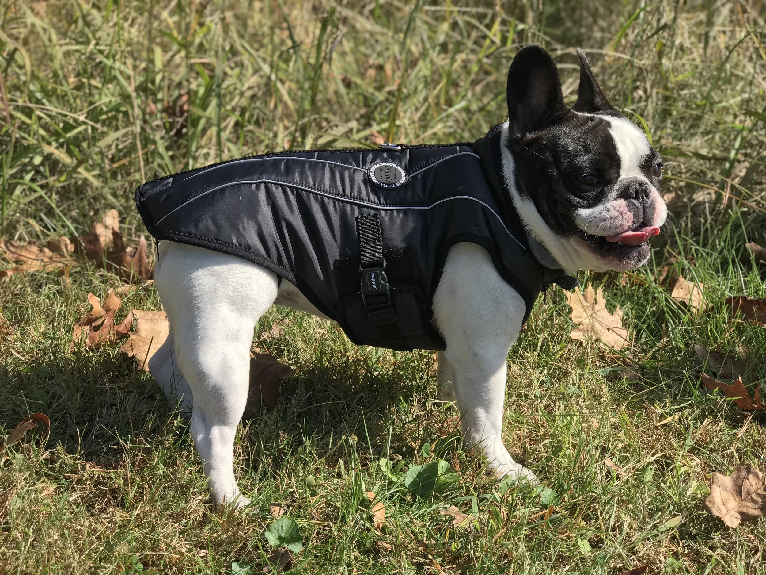 frenchie winter coat