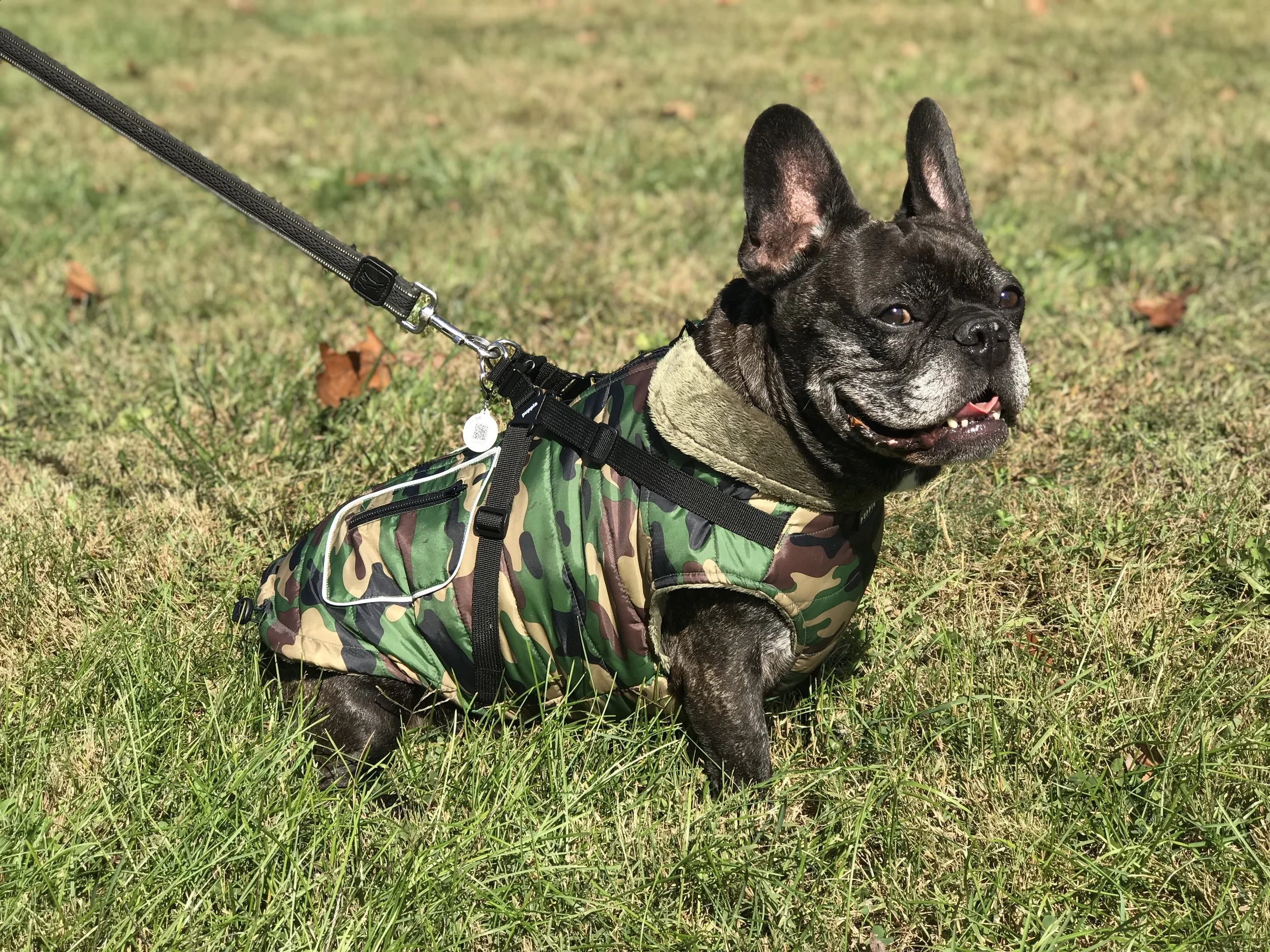 frenchie winter jacket