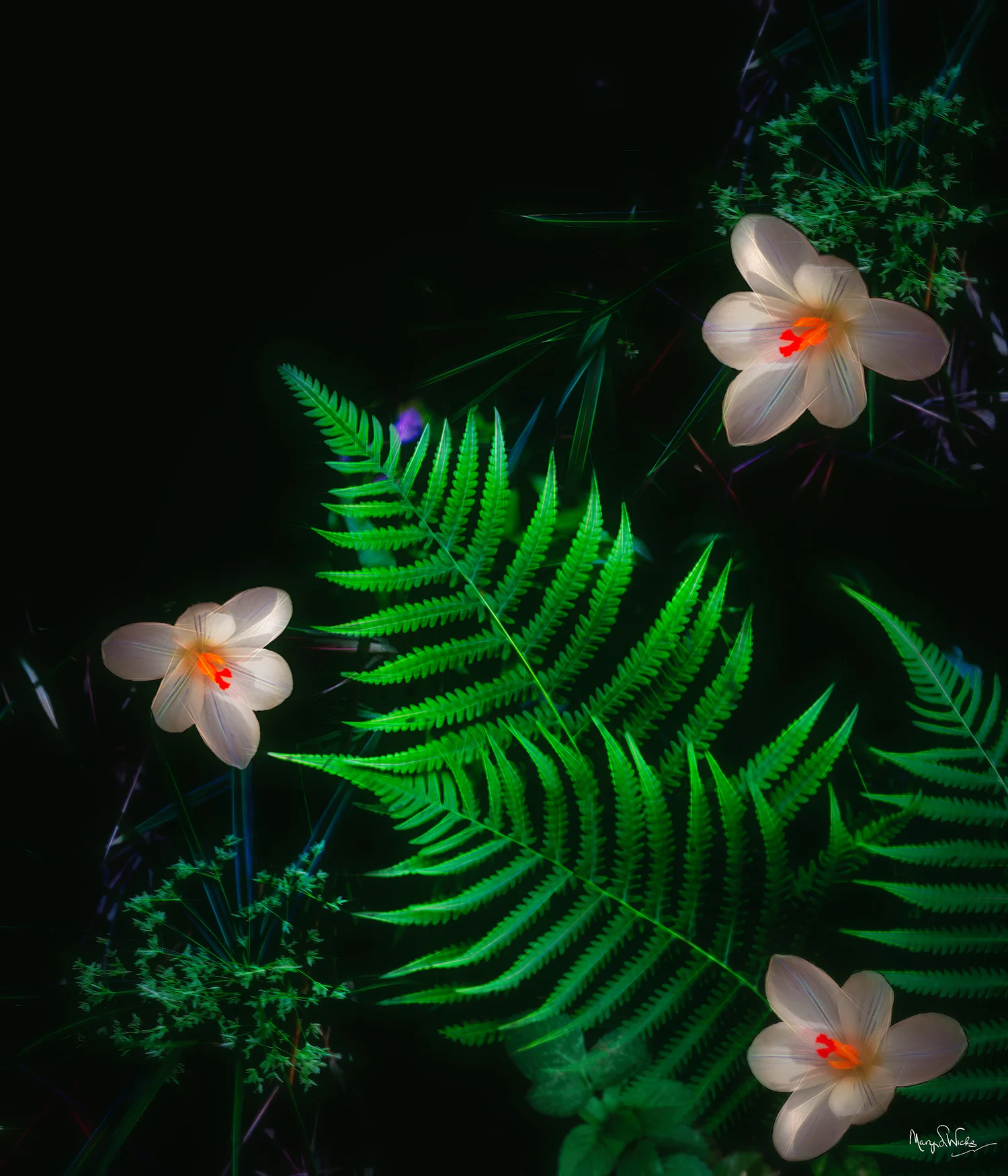 Ferns and Crocus
