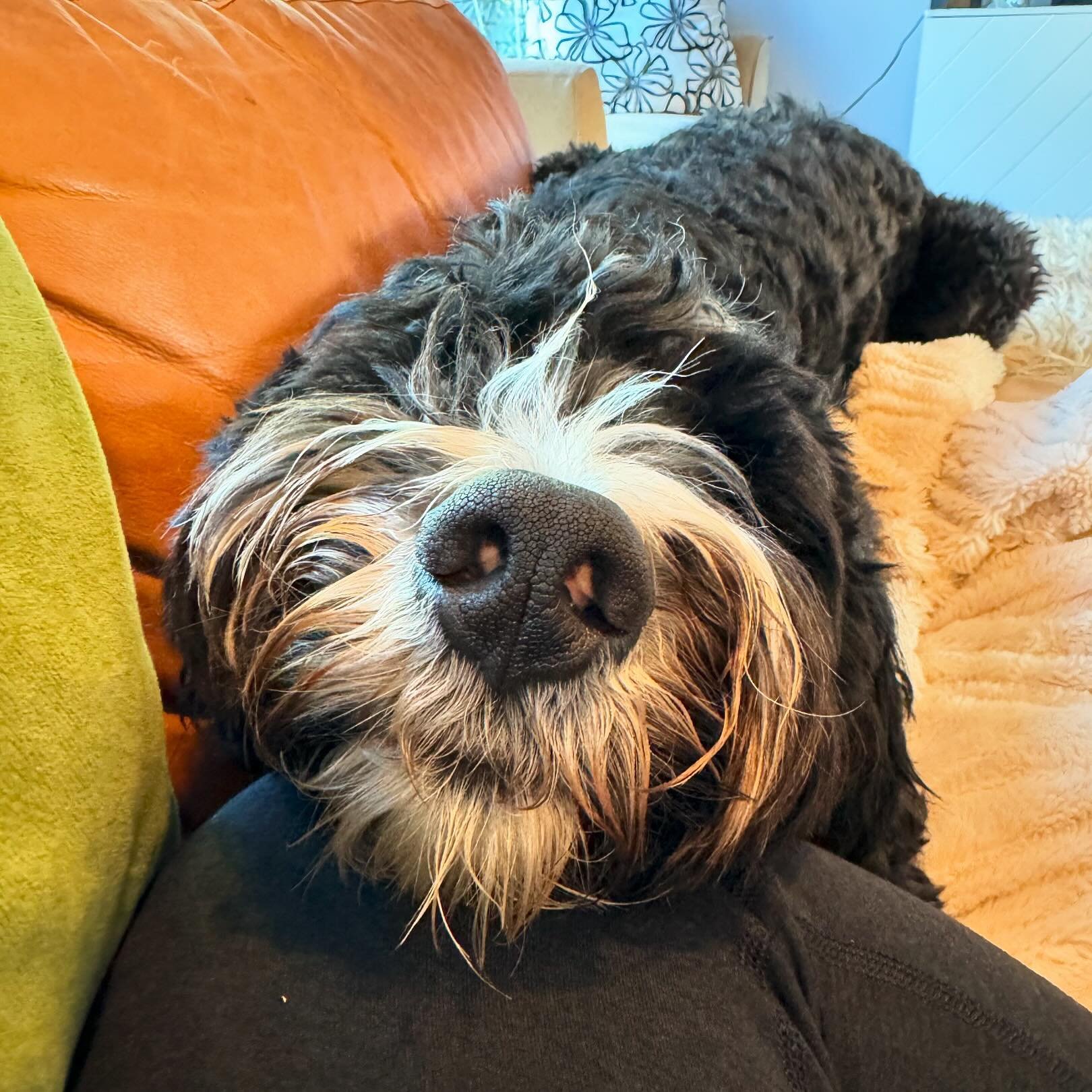 The most boopable nose on the doodliest-doodle ever ❤️😍😘

We love you Abby! 

#bernadoodle #bernadoodlesofinstagram #doodle