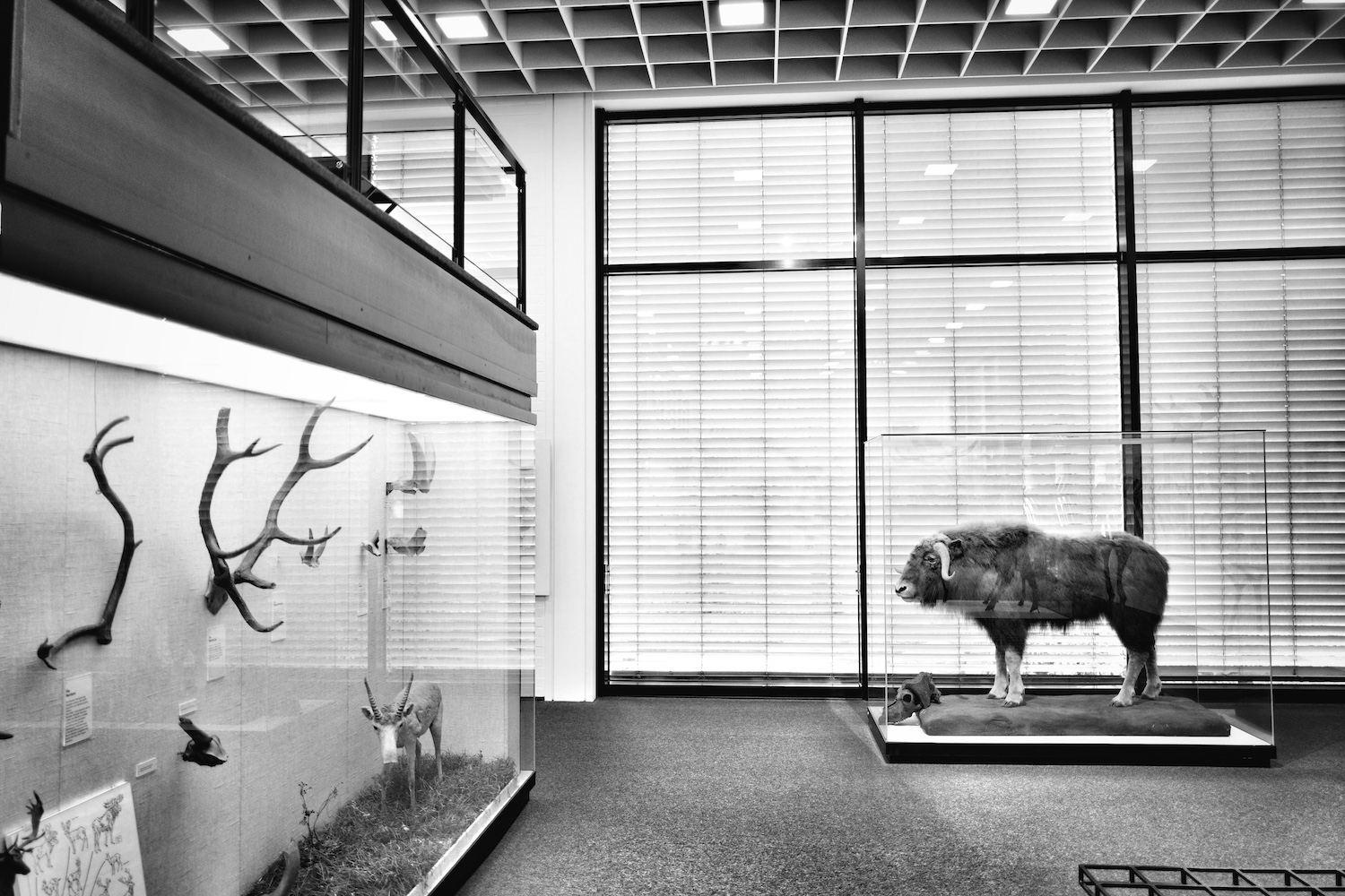 Museum für Urgeschichte, Bottrop