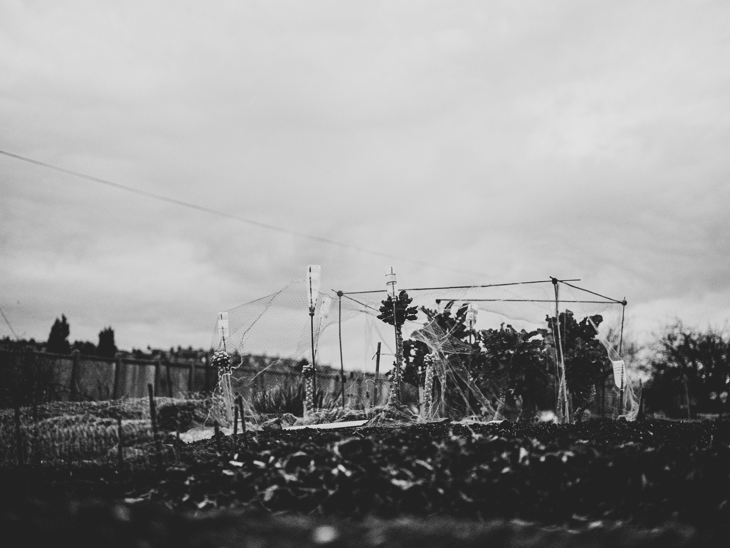 ST_004_prop20.jpg
