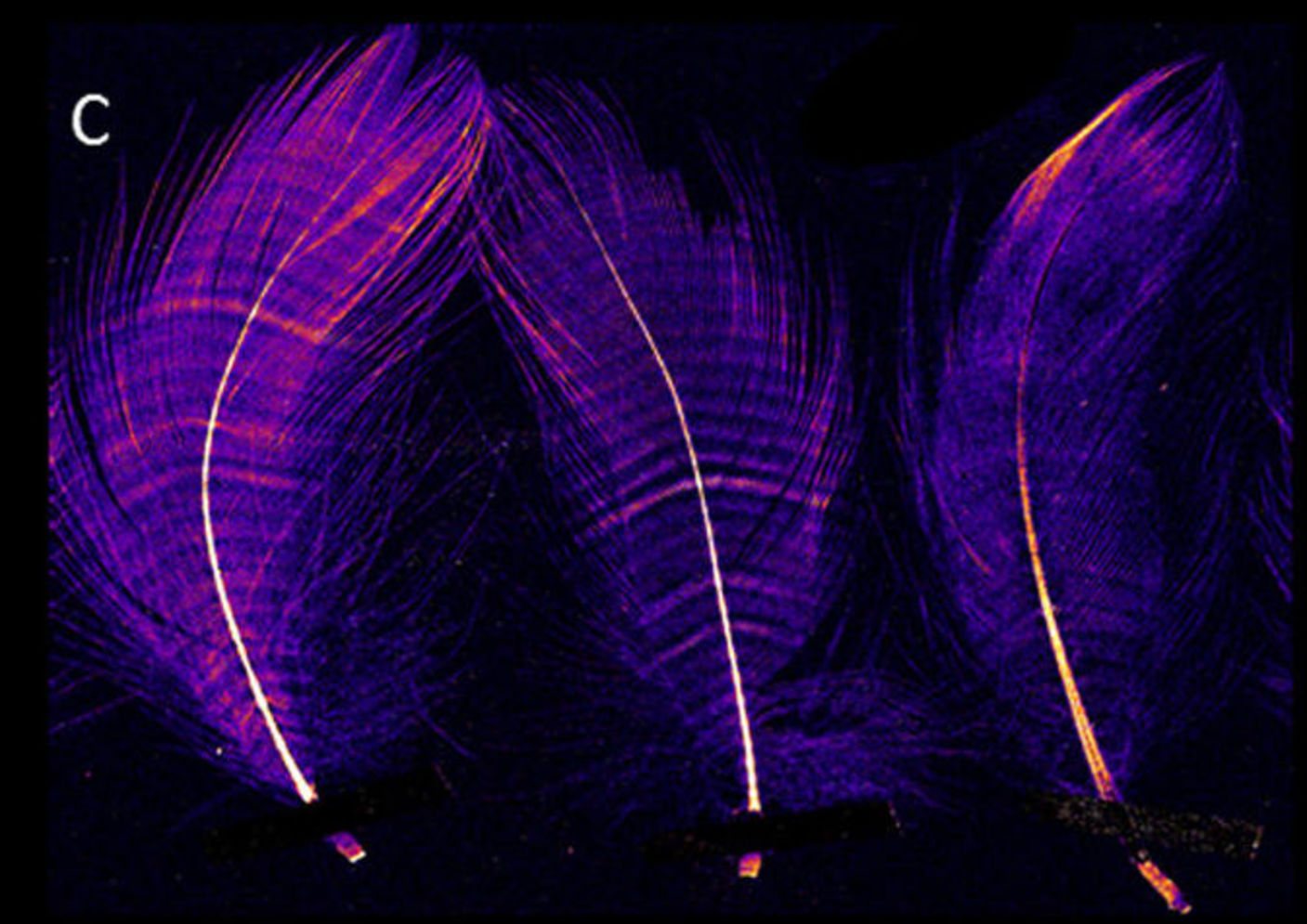 Three breast feathers from three individual Streaked Shearwater birds ( Calonectris leucomelas ), scanned simultaneously in high resolution X-ray fluorescence microscopy. Regular banding of the element zinc can be seen along the length of the feathers. 