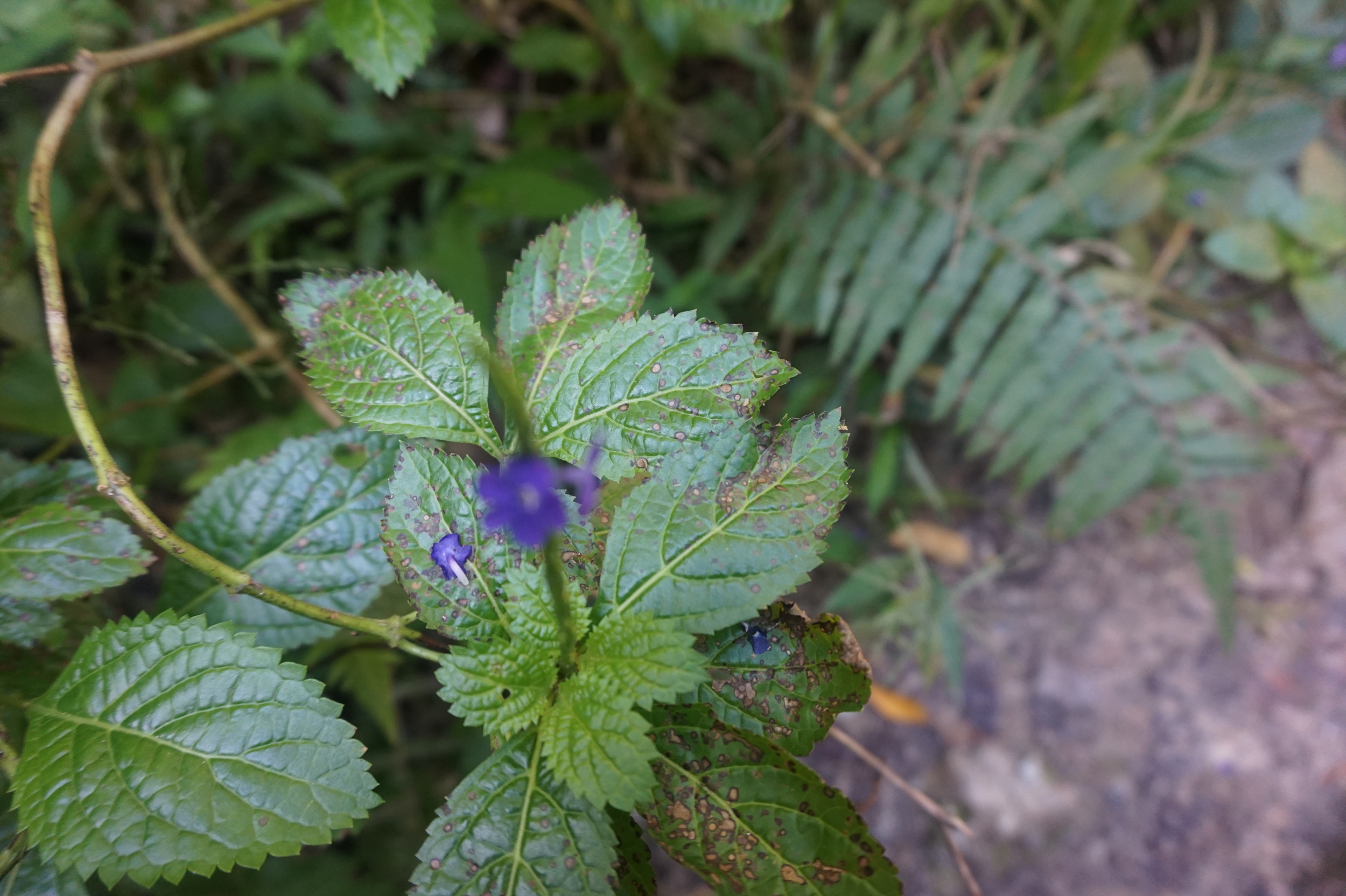 DSC03441.JPG
