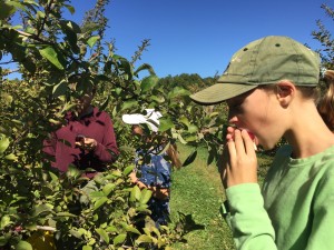 An Apple A Day