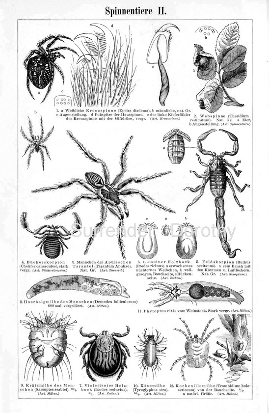 Vintage Spiders Scorpions Arachnid Family 1887 Victorian Insects Arachnology Natural History Engraving To Frame Black & White