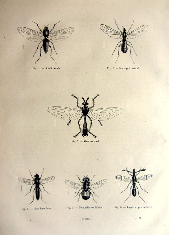 1860 Antique diptera print, old original insects engraving, bees mosquitos flies plate illustration, vintage fly mosquito bee entomology.