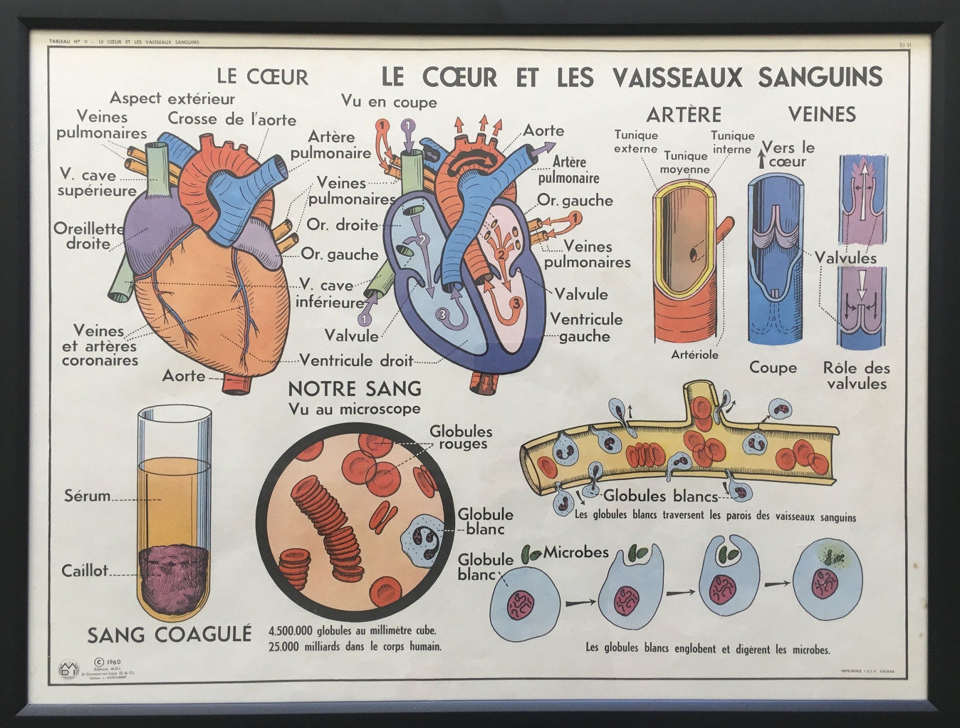 FRAMED Vintage French Medical Anatomy Education Poster- Heart and Blood Vessels