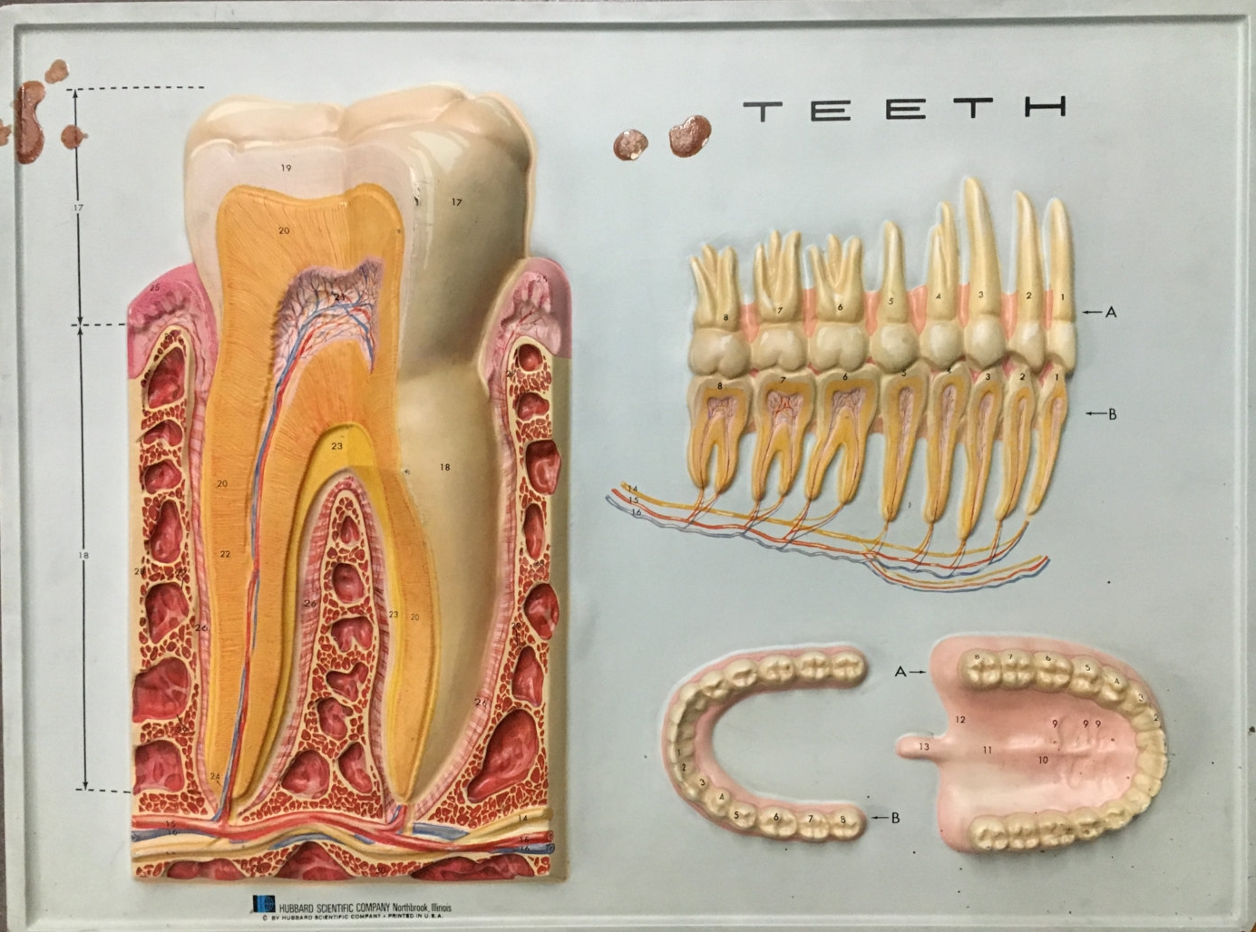 Vintage 3D Anatomy Chart- Teeth