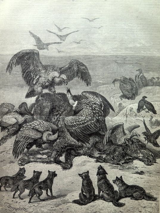 1879 great antique Scavengers animals in the Desert print, oddity vultures wolves engraving, big dimensions camel wolf plate illustration.