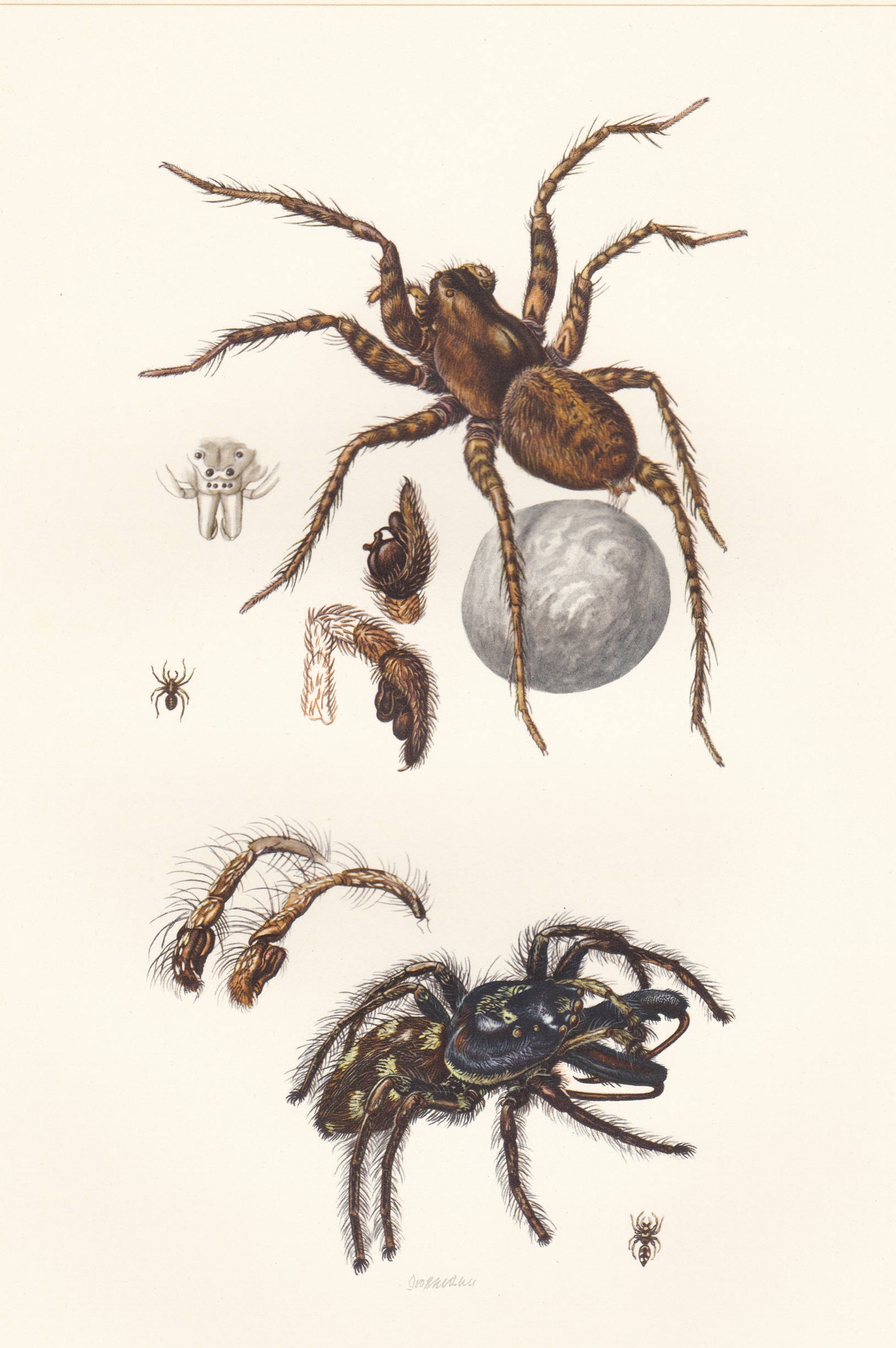 Vintage lithograph of the zebra spider and the wolf spider from 1956