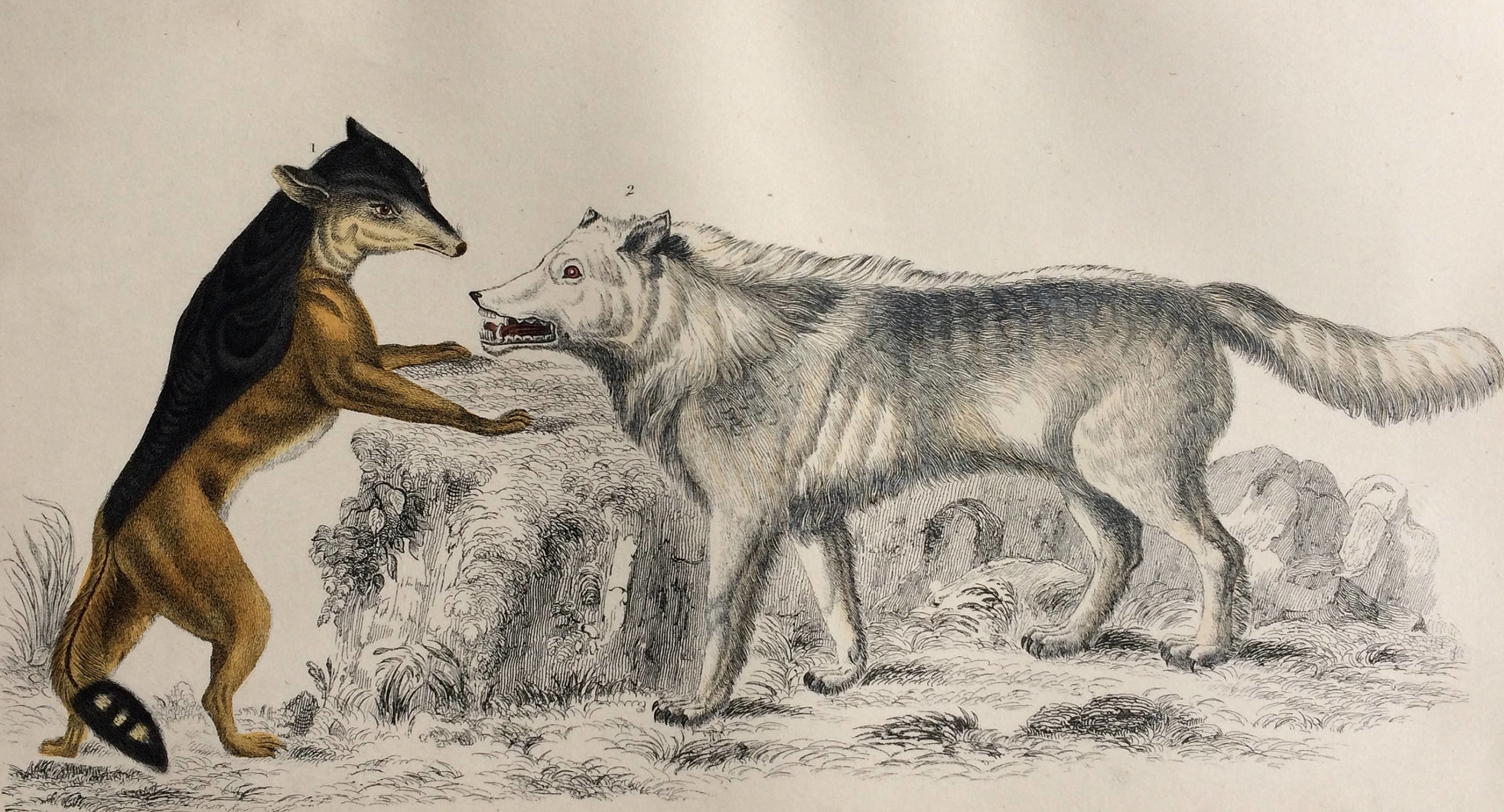 1852 Original Antique Hand-Coloured Engraving - Cape Jackal & American Grey Wolf - Canine Decor - Natural History - Decorative Print