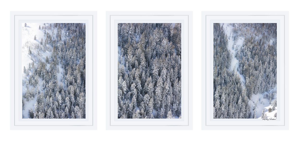 Snowy Pines Triptych À la Montagne Gray Malin