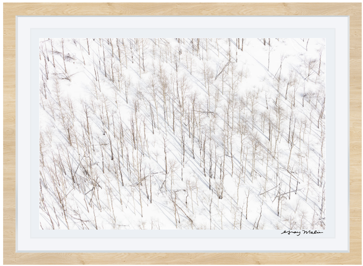 Snowy Birch Trees À la Montagne Gray Malin