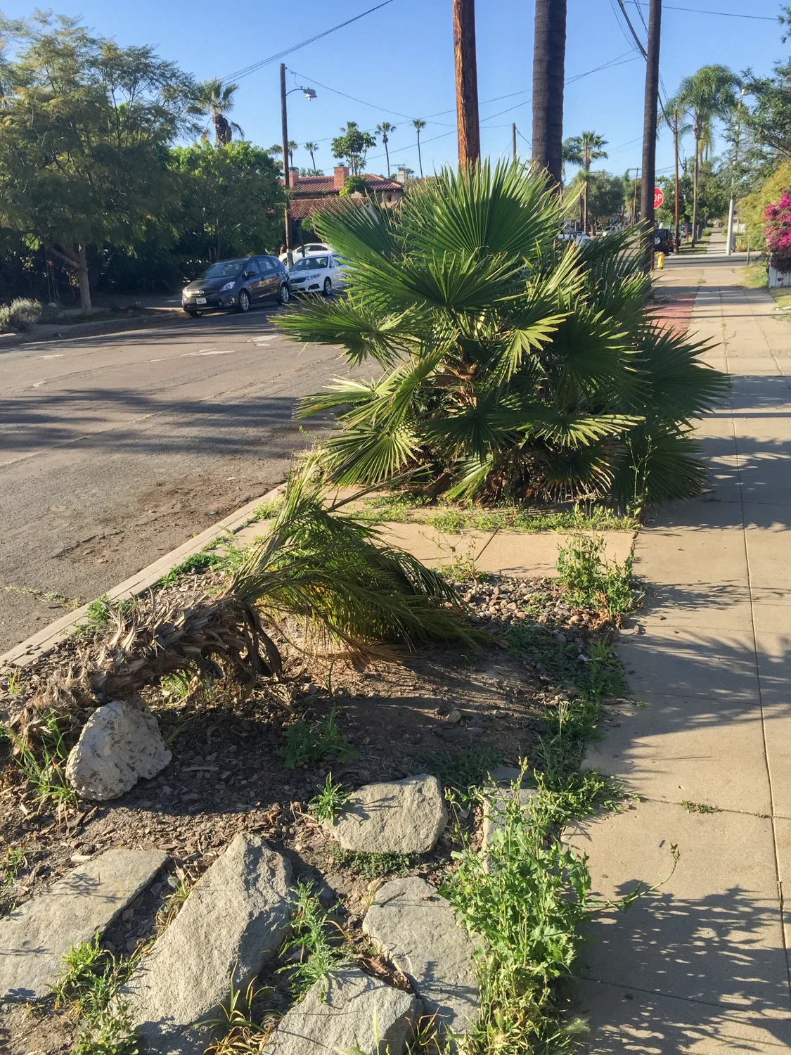 The Gold Hive Front Yard Gard Curb Appeal Before-8753.jpg