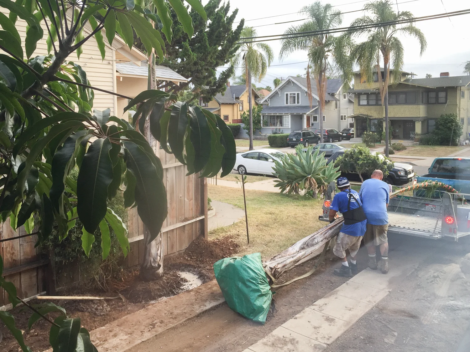 How We cleared Our Yard for Free--8593.jpg