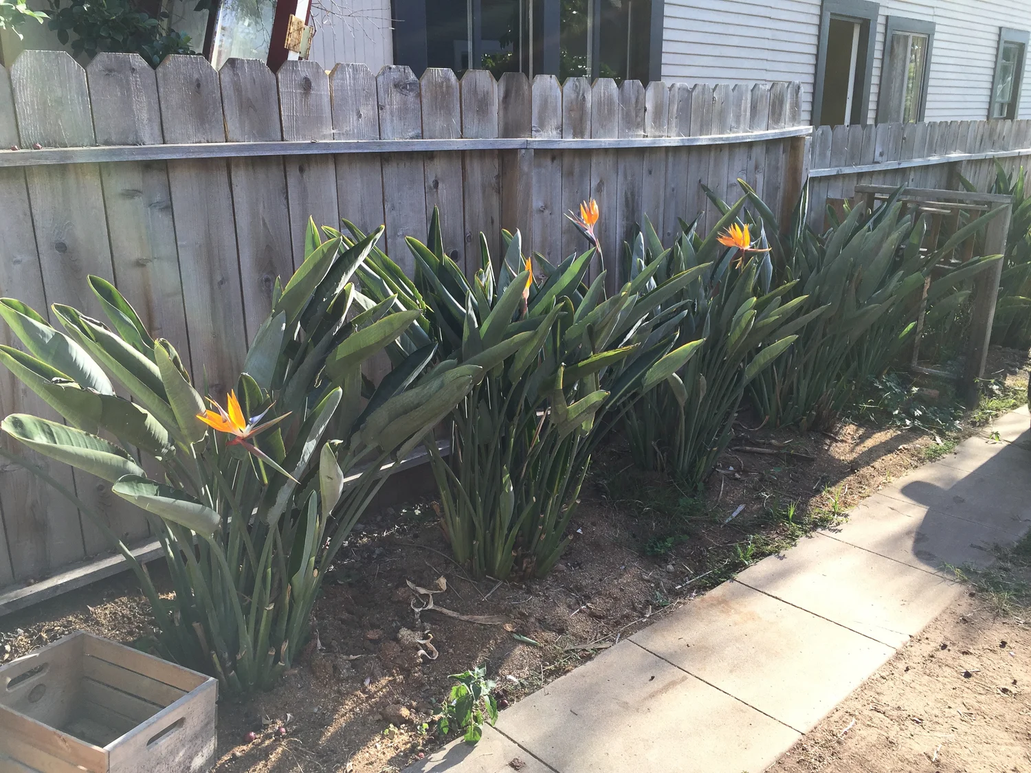 The Gold Hive How to Refresh a Fence - Powerwash-1944.jpg