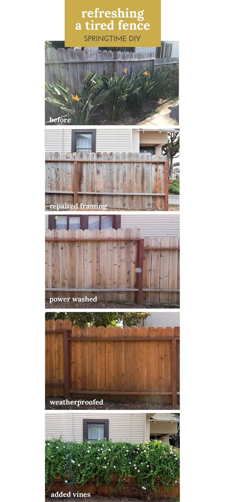 How to Train Vines to Climb a Fence + A Video — The Gold Hive