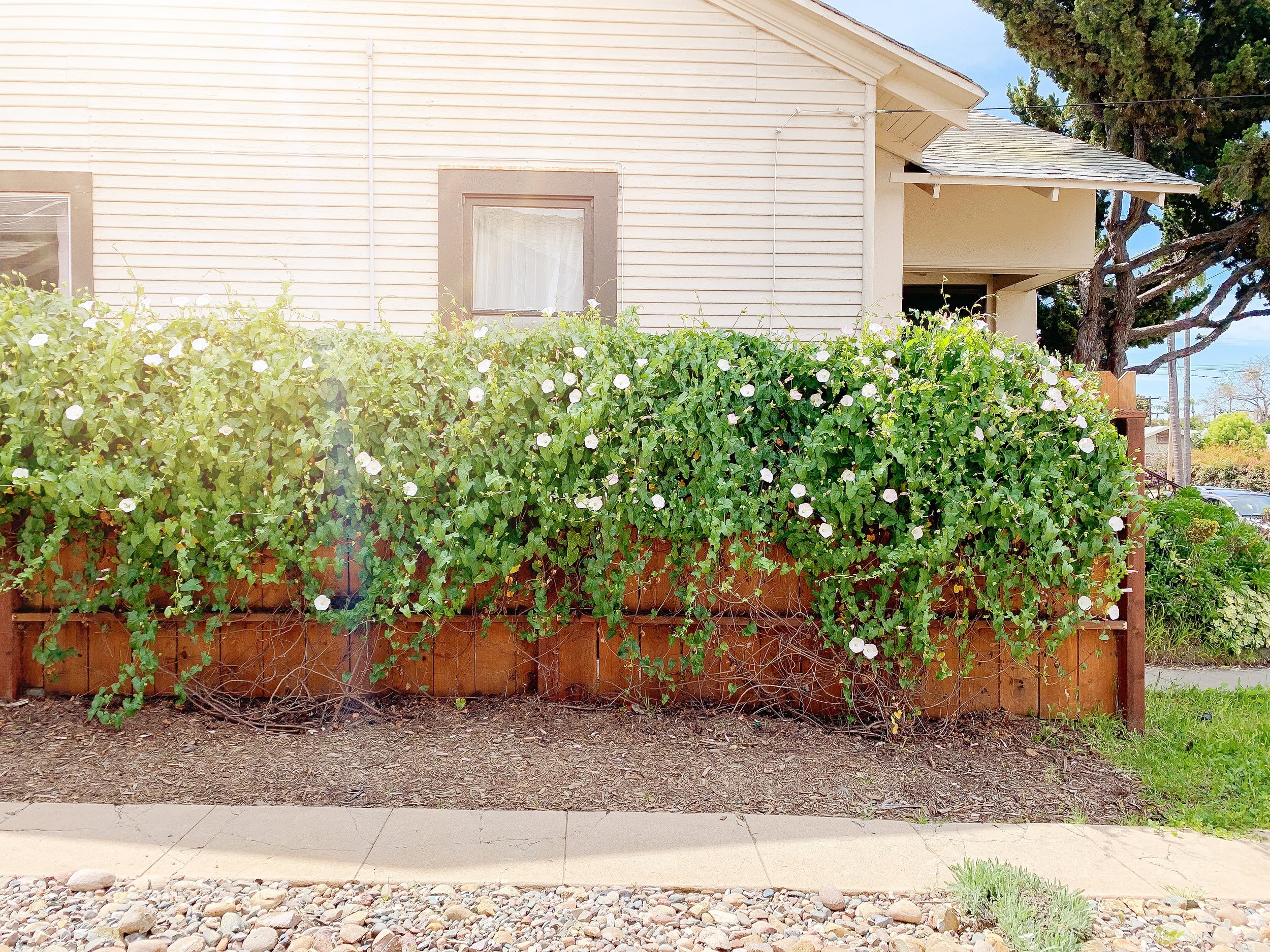 Climbing the walls (and fences, too) with these Vining Plants