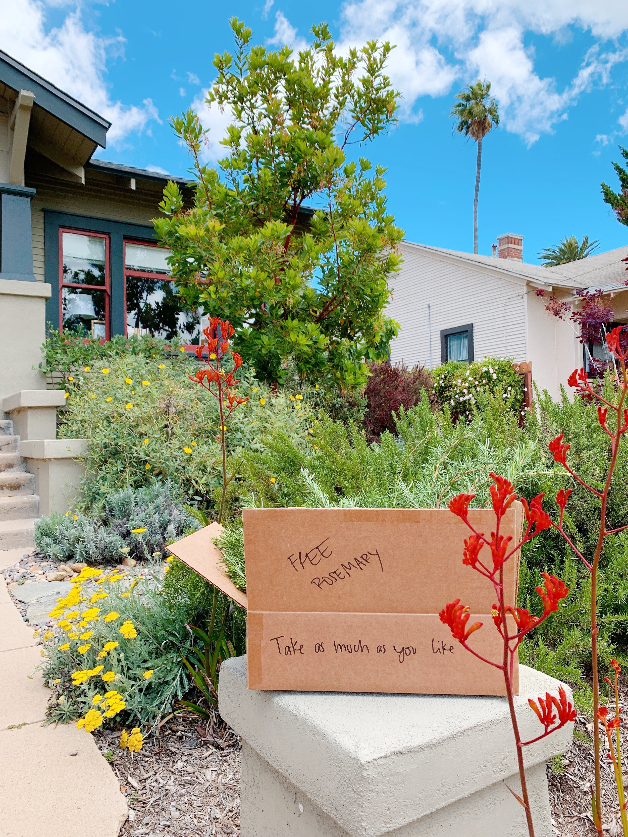 The Goals for My Front Yard Garden - For the Love of Water, Food, Bees, and Flowers