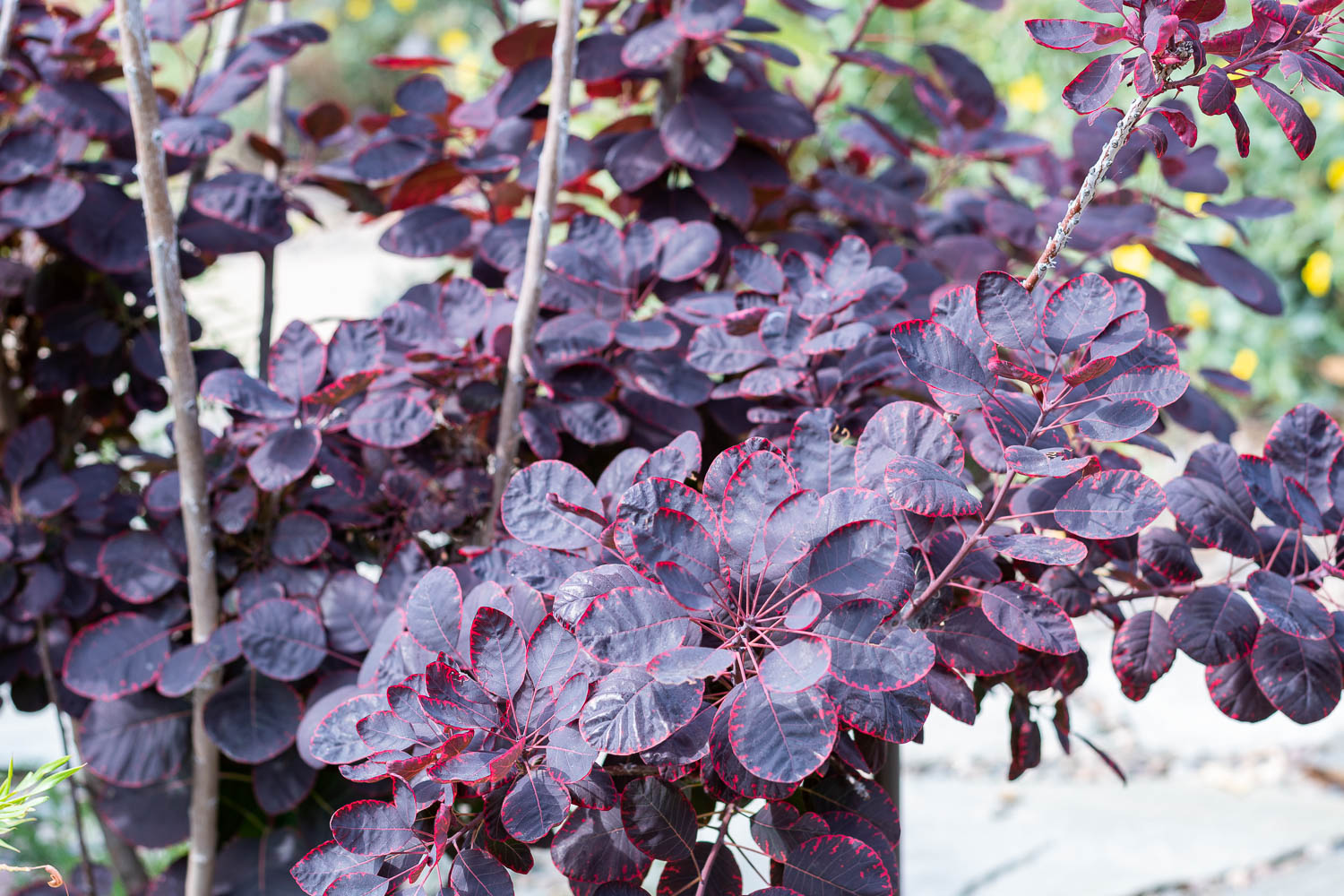 The Gold Hive Plant Guide Southern California Drought Tolerant Native Plants Smoke Tree-0053.jpg