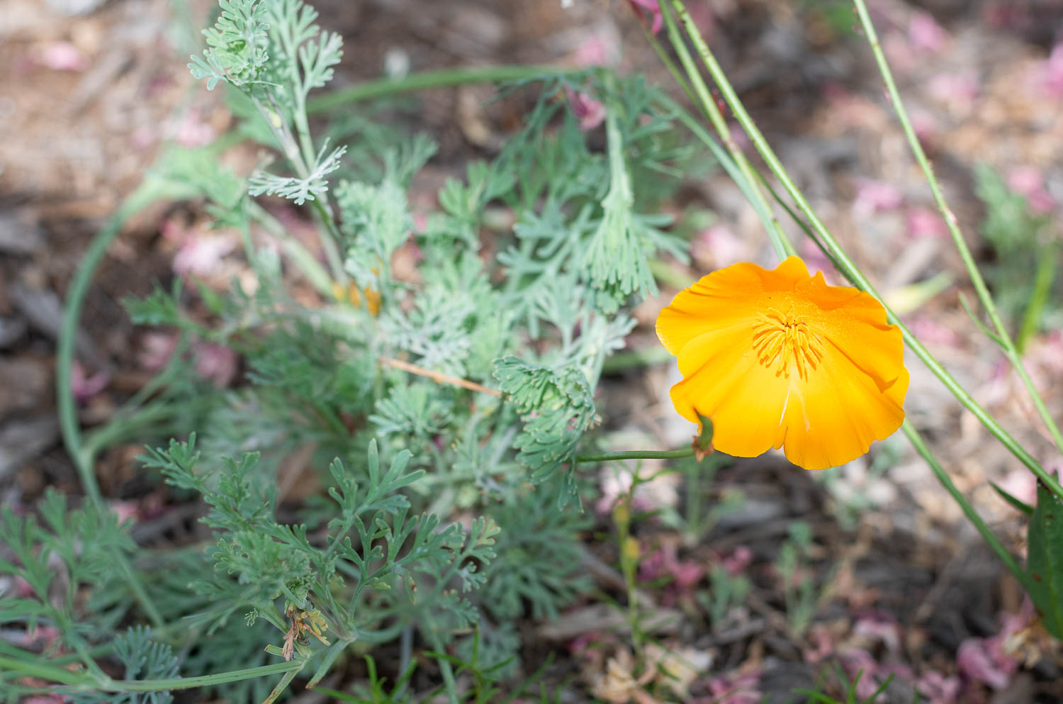 The Gold Hive Plant Guide Southern California Drought Tolerant Native Plants California Poppy-0031.jpg