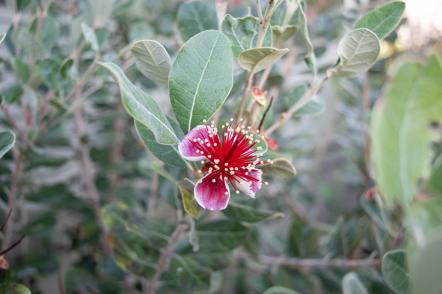 The Gold Hive Plant Guide Southern California Drought Tolerant Native Plants Pineapple Guava-0081.jpg