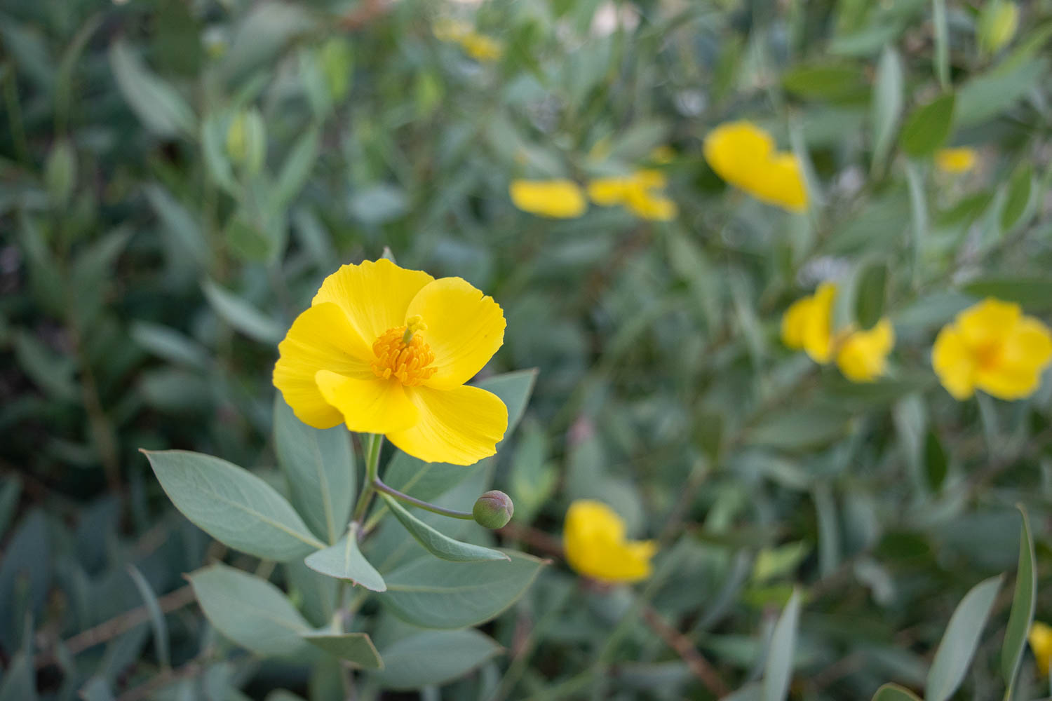 The Plant Guide For Our Southern California Low Water Front Yard Garden The Gold Hive