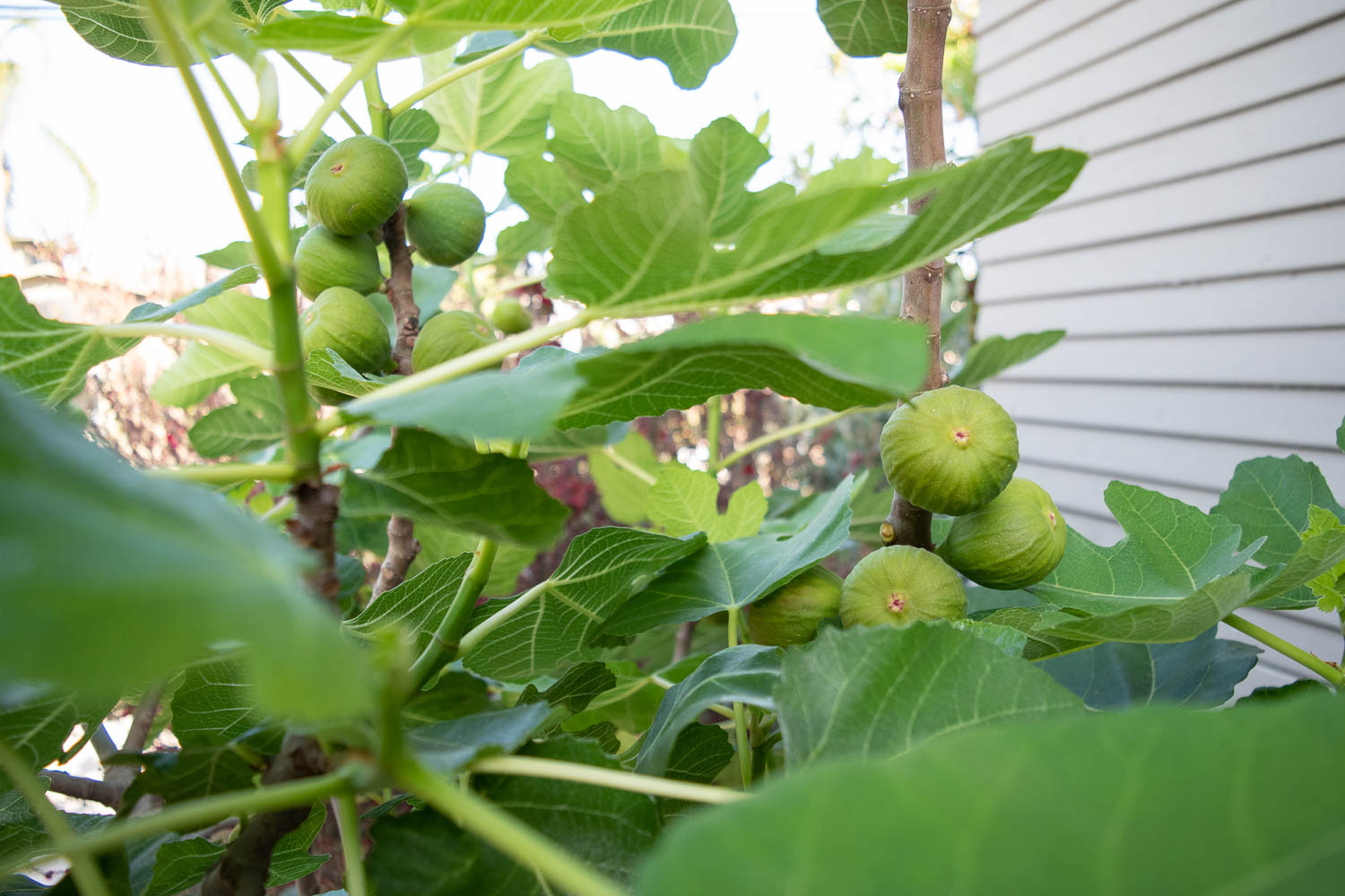The Gold Hive Plant Guide Southern California Drought Tolerant Native Plants Fig Tree-0186.jpg