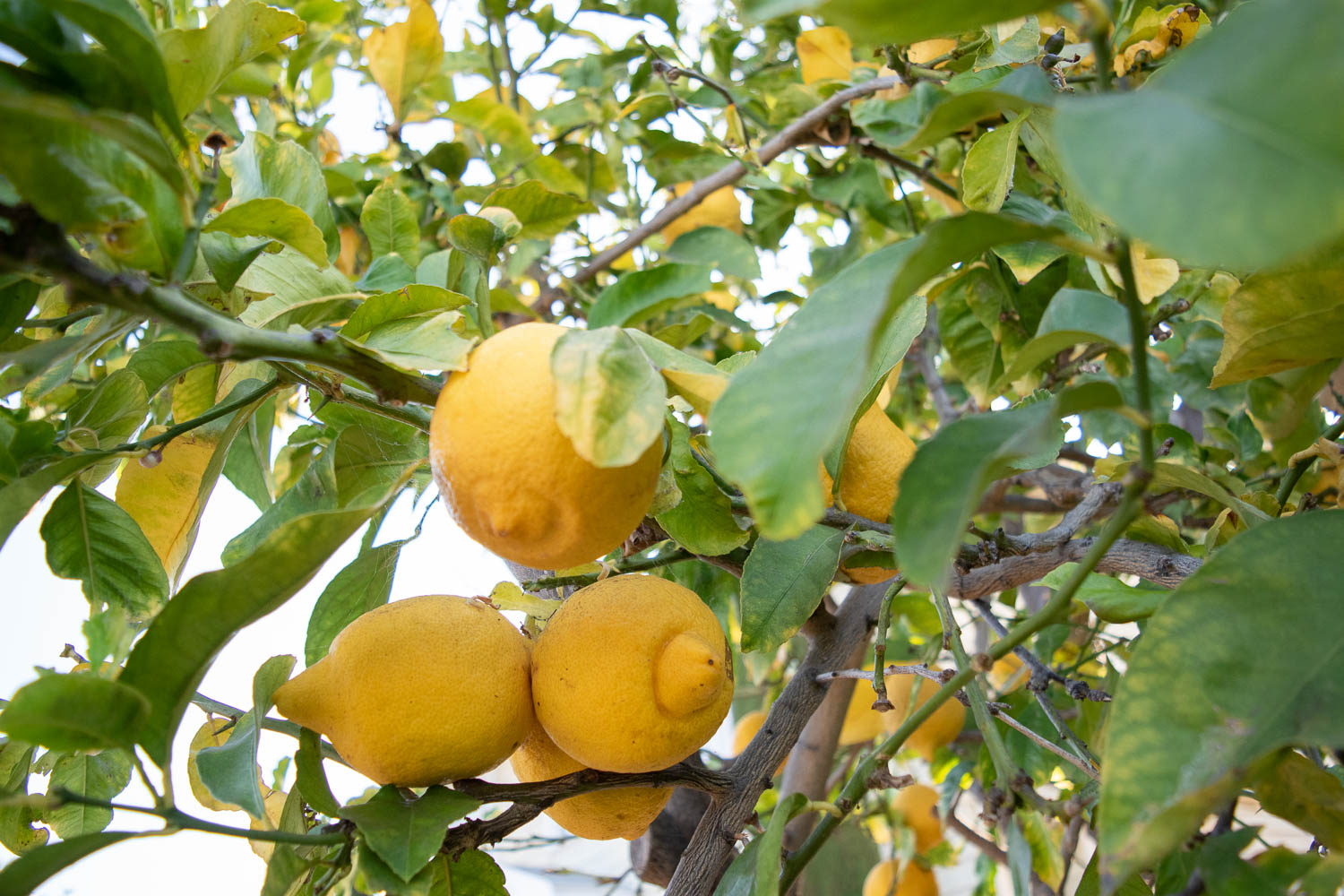 The Gold Hive Plant Guide Southern California Drought Tolerant Native Plants Lemon-0162.jpg