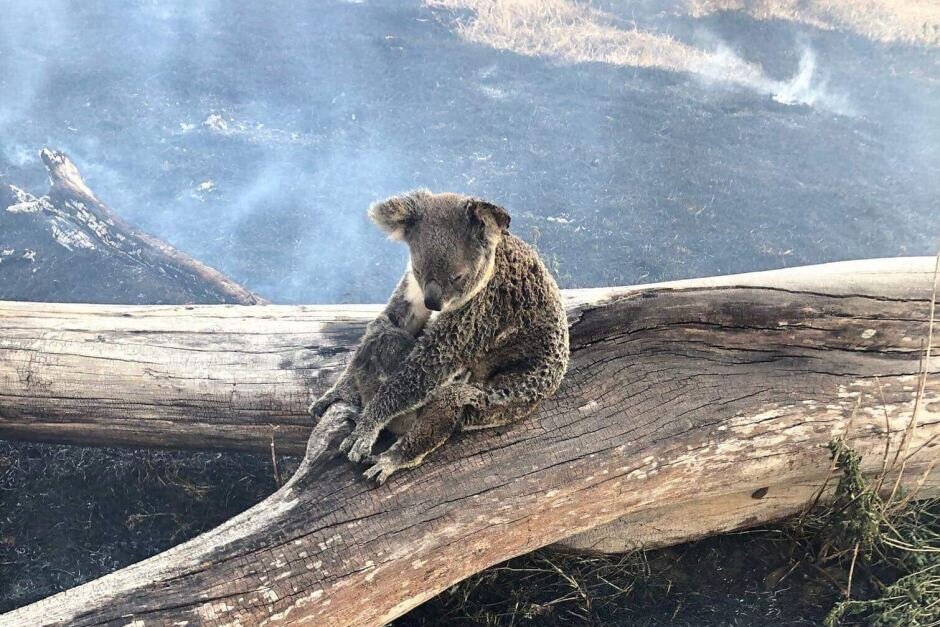 1.25 Billion Animals Have Died in Australia's Wildfires - Here Are Organizations To Support