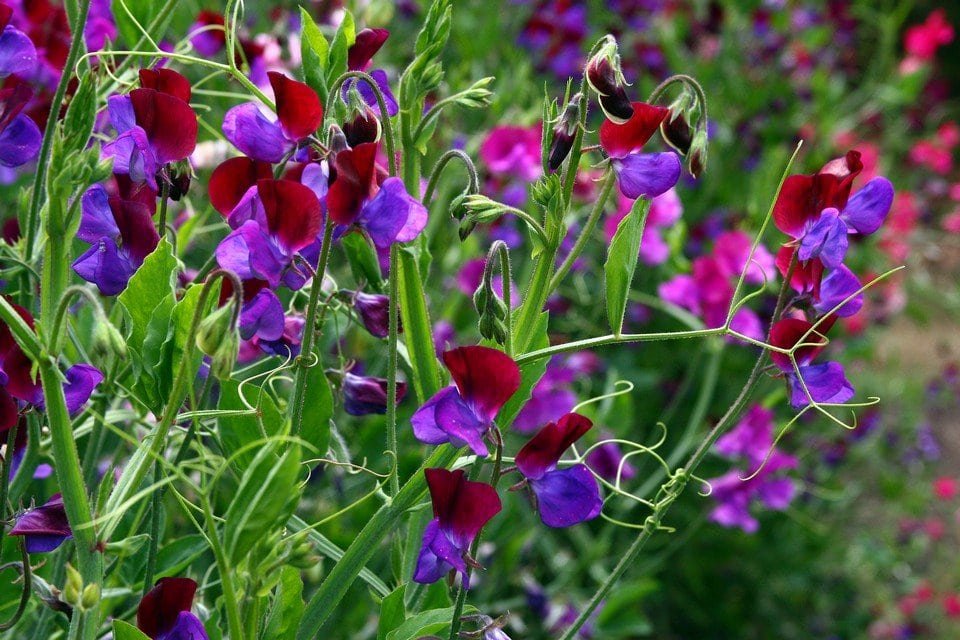 sweet pea seeds