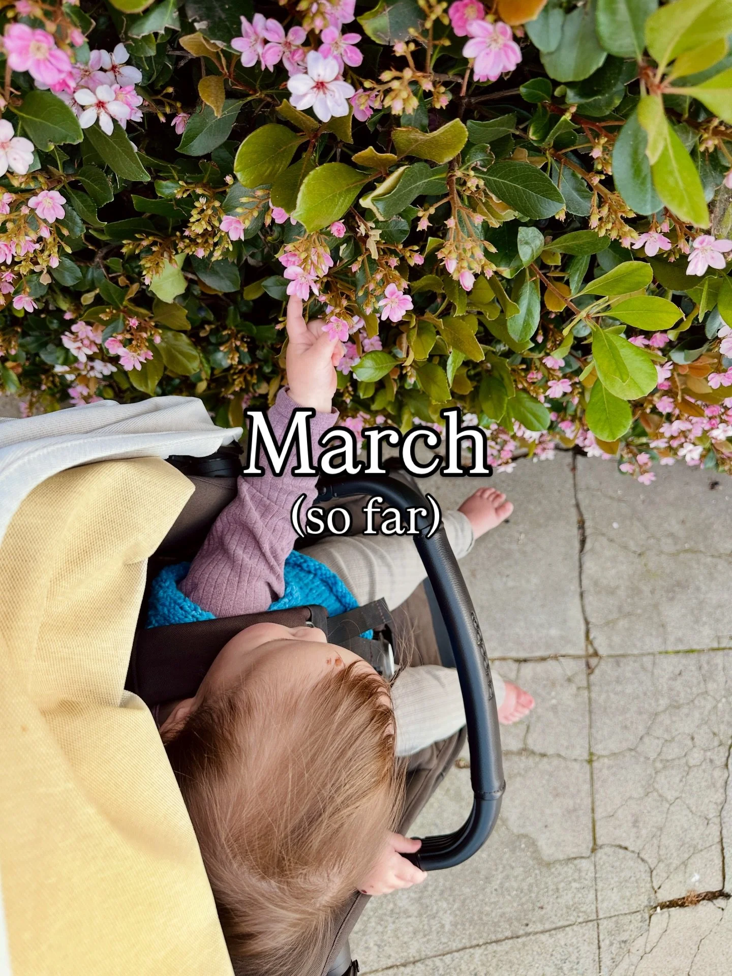 Spring in full swing over here! Knitting in the park, got a new kitchen rug (Hattie approves), trying the new @floretflower seed starting recipe with my garden helpers, pigtails!, more knitting, trinkets found in the car, 4 year old art, playdates, f