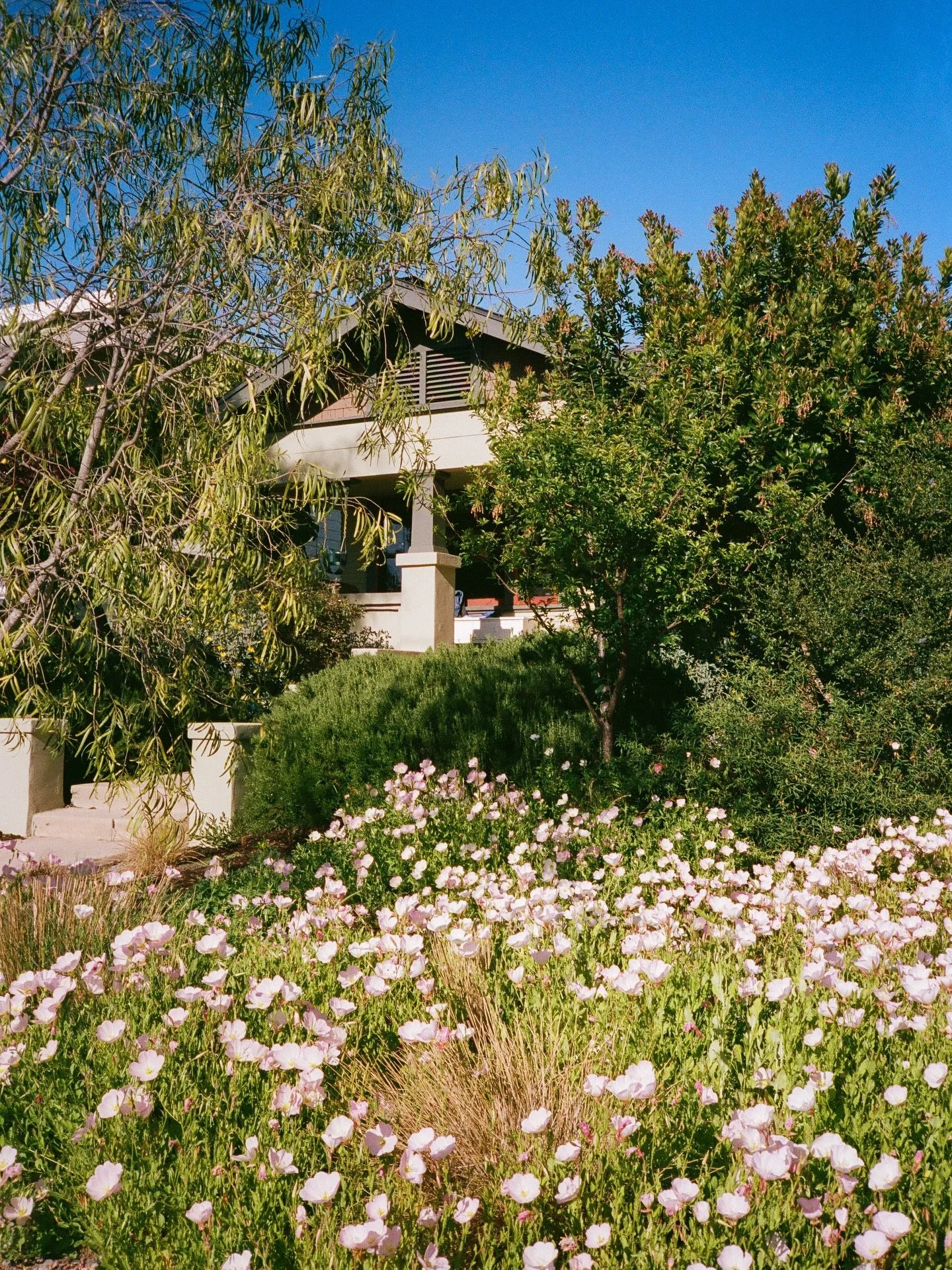 Slowly but surely, the plants are taking over. Comment &ldquo;seeds&rdquo; for a link to these pretty blooms that pop up throughout the seasons year after year. 
📷 🎞️ photographed on #portra400