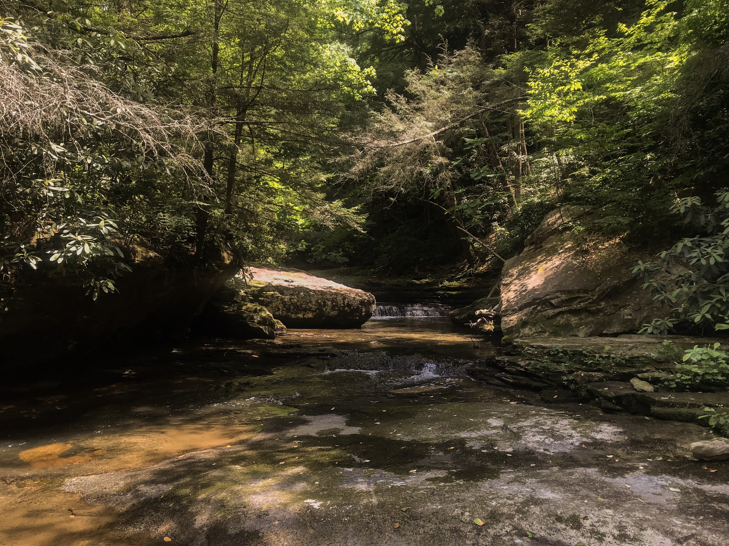 lilly-pad-obed-tennessee_4663.jpg