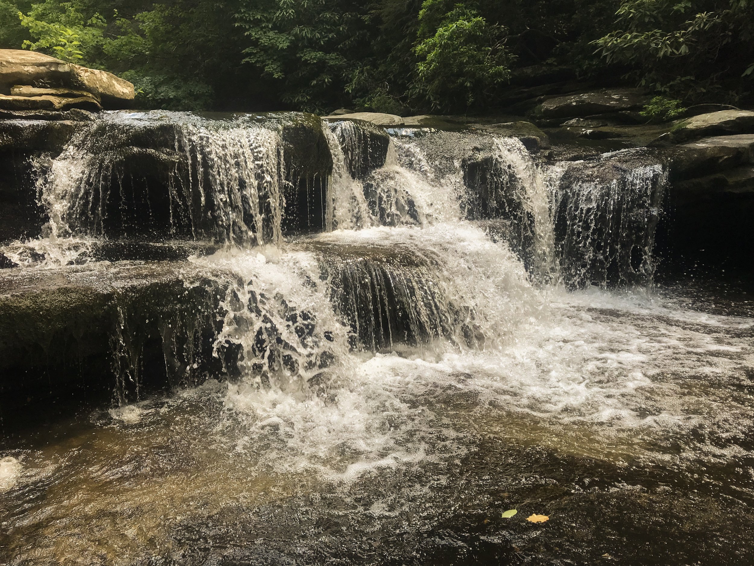 lilly-pad-obed-tennessee_4668.jpg