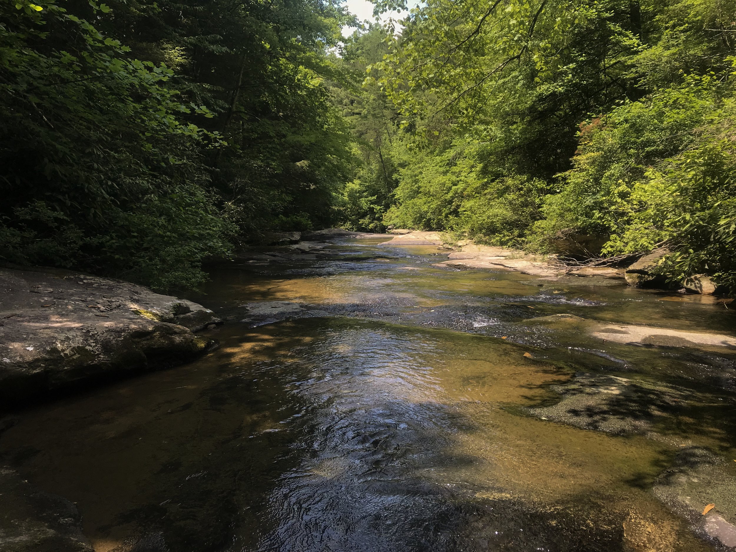 lilly-pad-obed-tennessee_4665.jpg