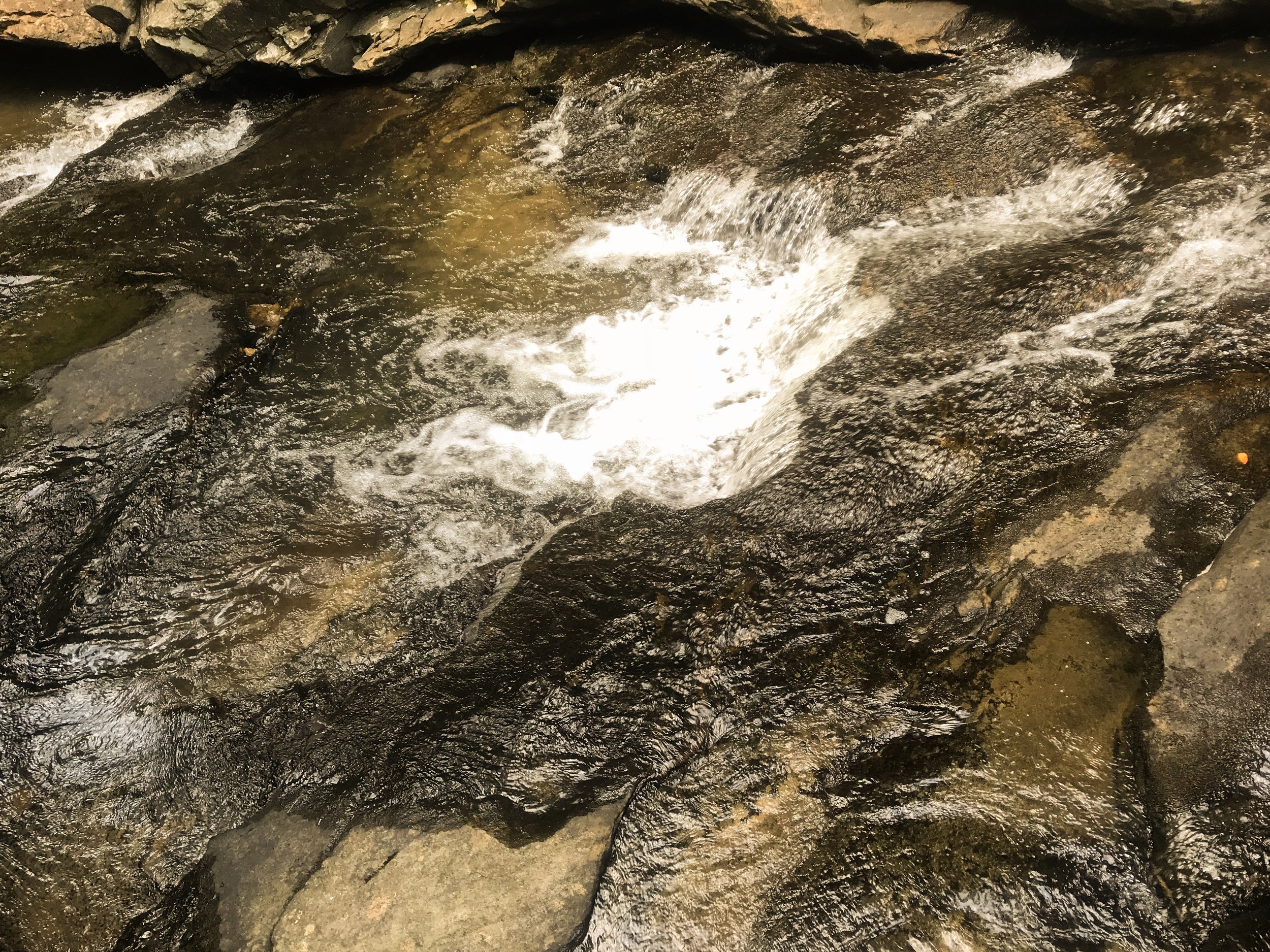 lilly-pad-obed-tennessee_4670.jpg