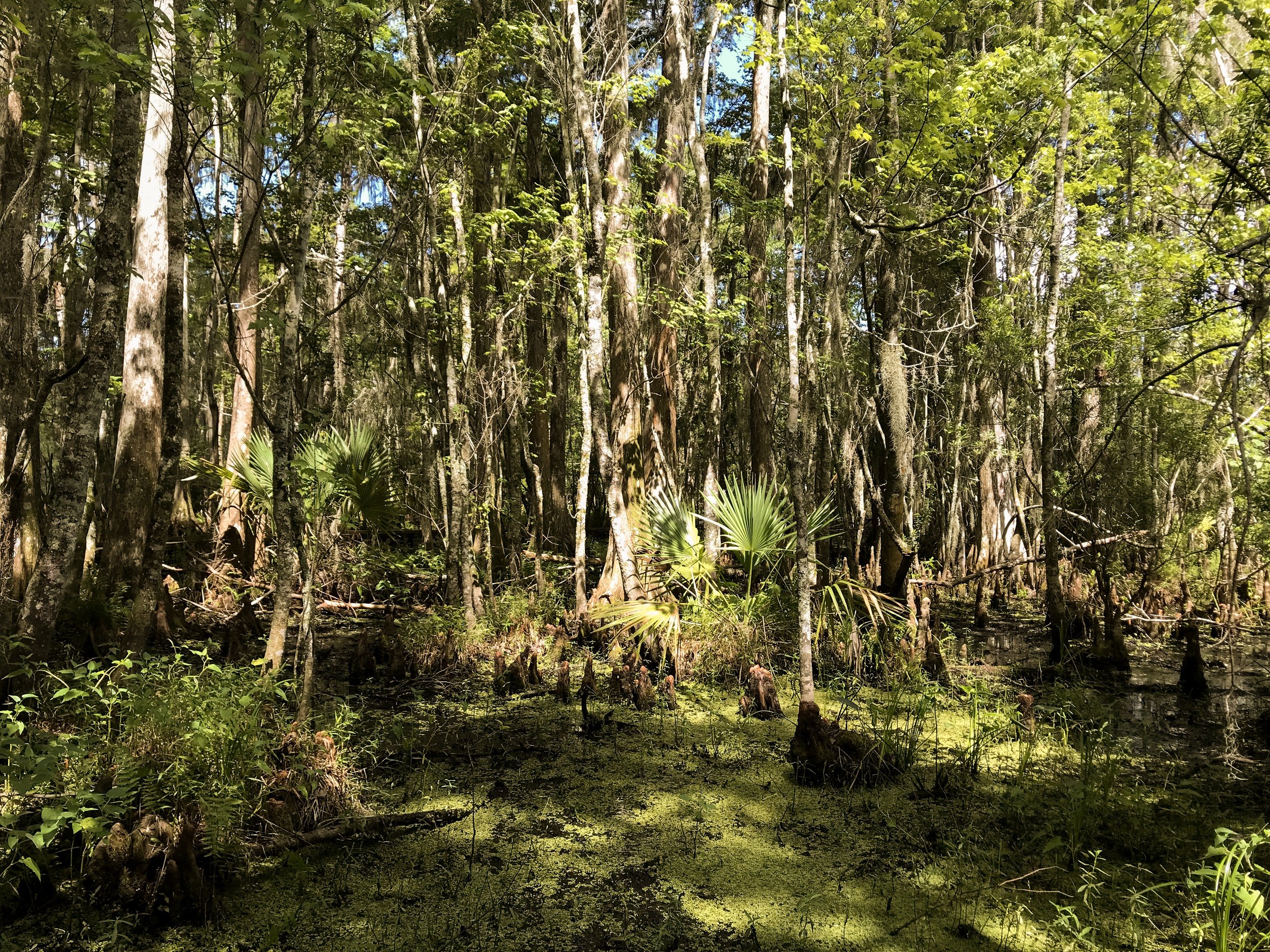 jean-lafitte-national-park5082.jpg