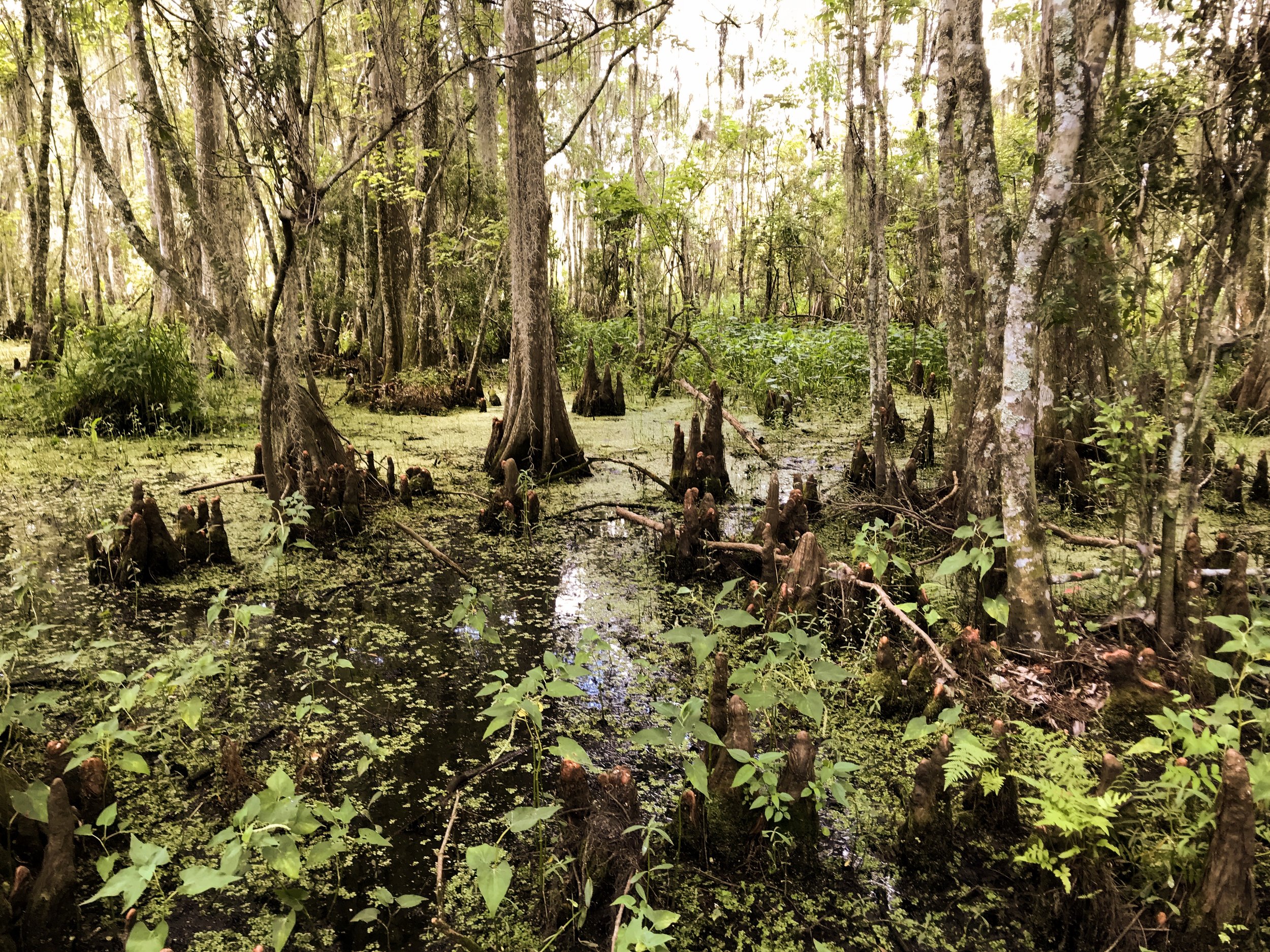 jean-lafitte-national-park5083.jpg